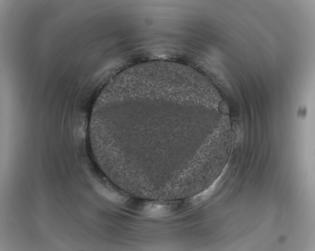 X0000097630174200803142032