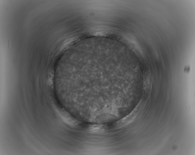 X0000097630175200803142032