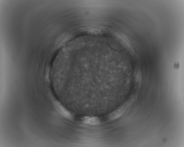 X0000097630185200803142032