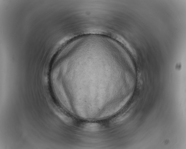 X0000097630203200803142031