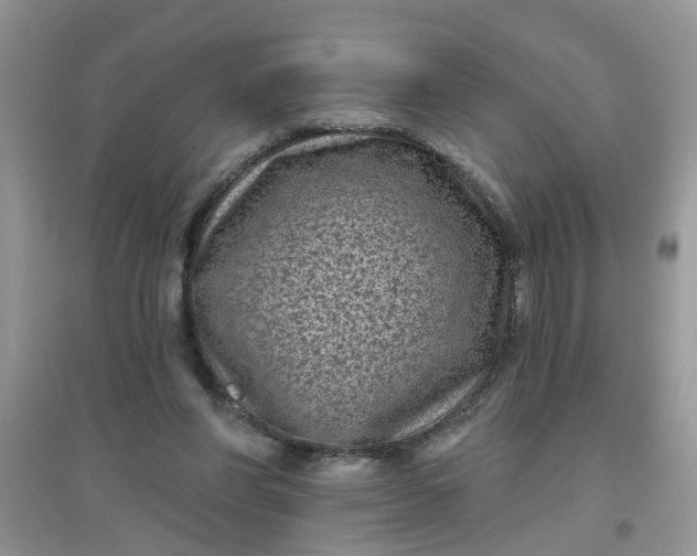 X0000097630206200803142031