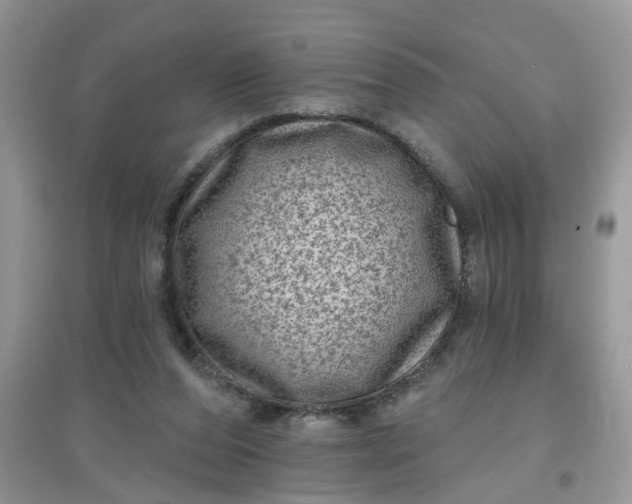 X0000097630208200803142031