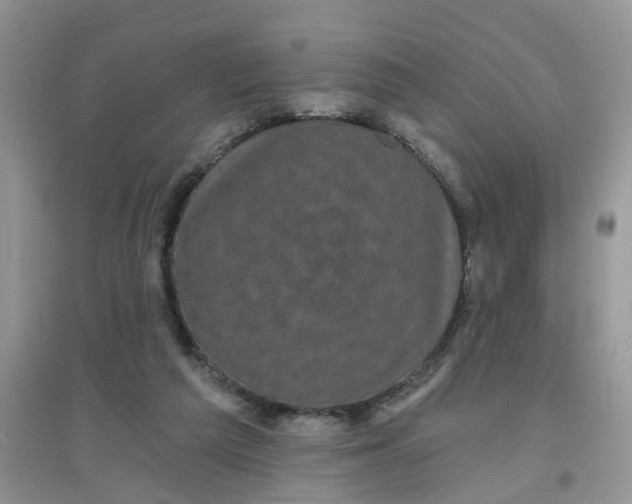 X0000097630209200803142031