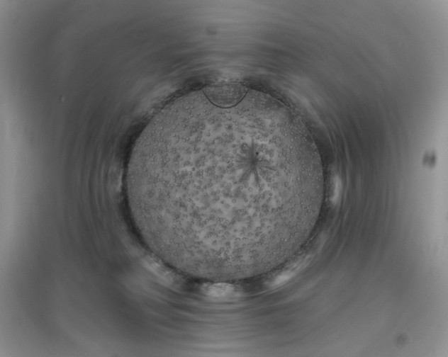 X0000097630230200803142031