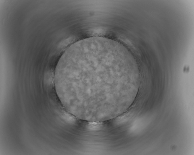 X0000097630240200803142031