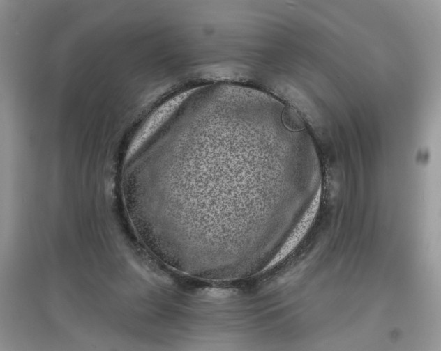 X0000097630255200803142030