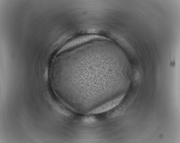 X0000097630262200803142031