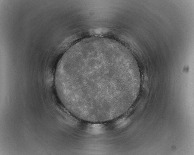 X0000097630324200803142030