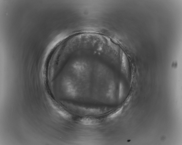 X0000097630343200803142029