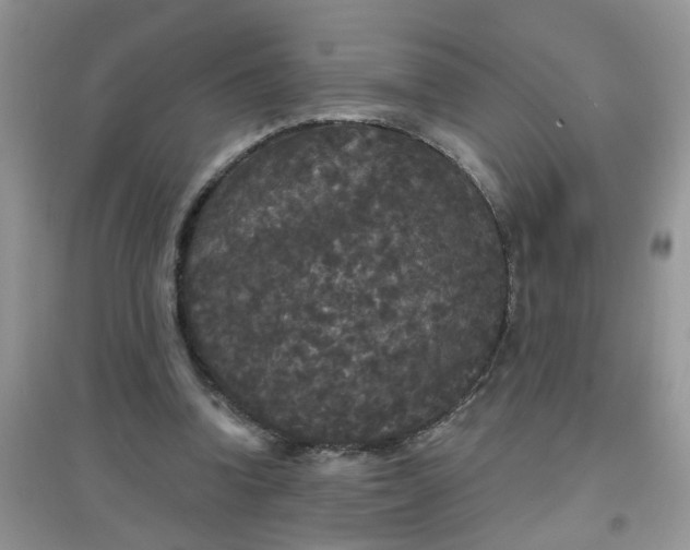 X0000097630346200803142029