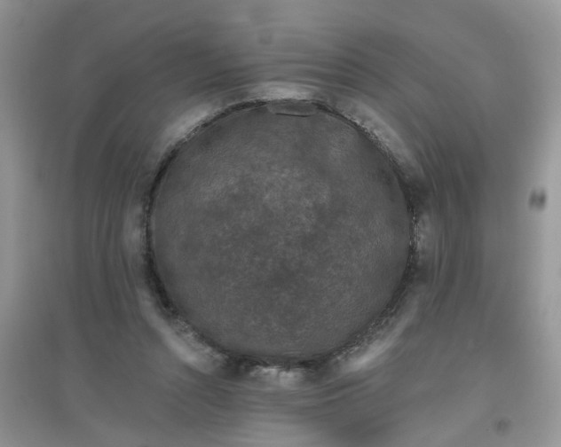 X0000097630352200803142029