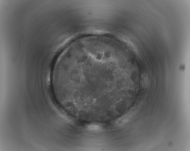 X0000097630358200803142029