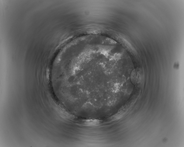 X0000097630363200803142029