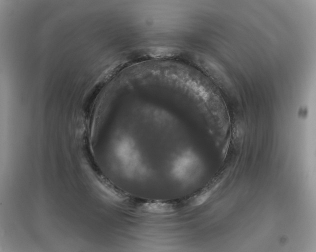 X0000097630367200803142029