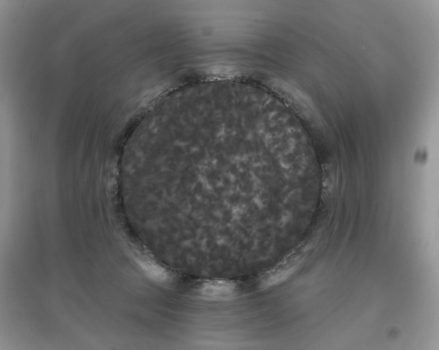 X0000097630369200803142029