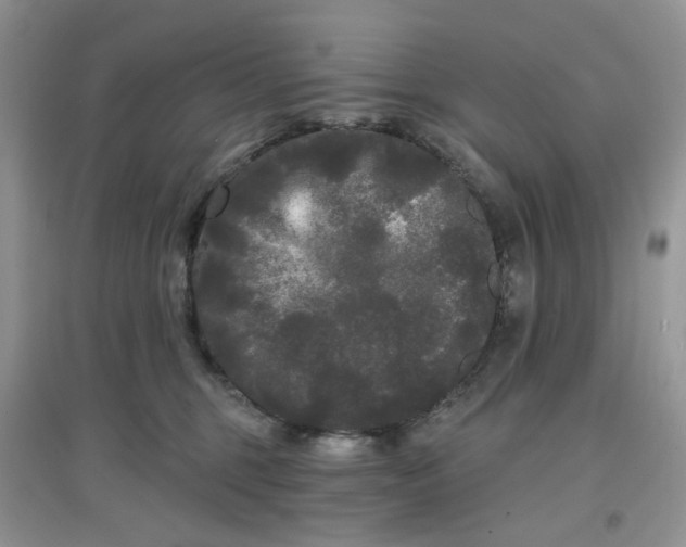 X0000097630375200803142029