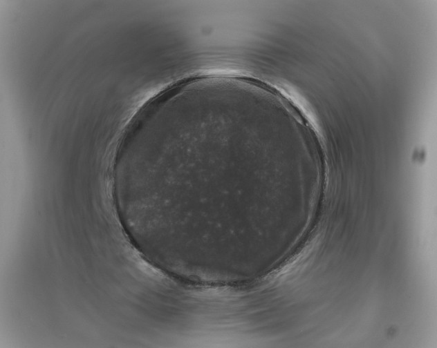 X0000097630385200803142029