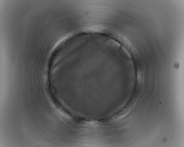 X0000097630396200803142029