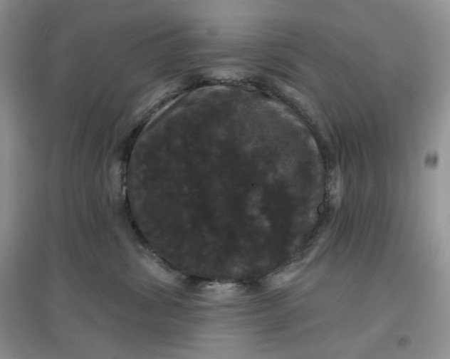 X0000097630428200803142028