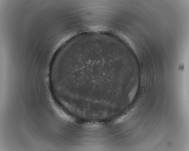 X0000097630443200803142028