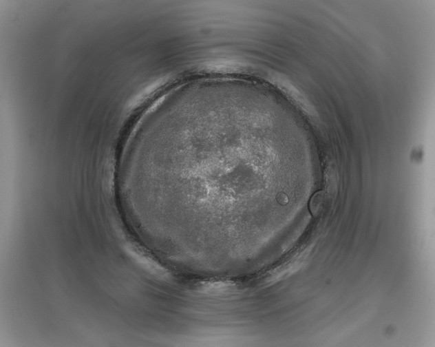 X0000097630446200803142028