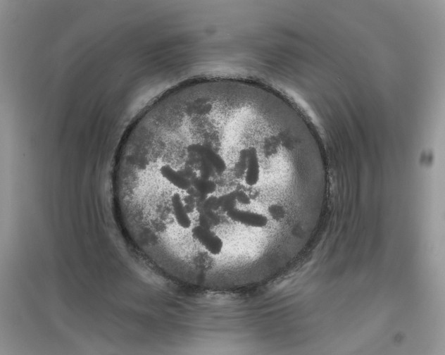 X0000097630487200803142028