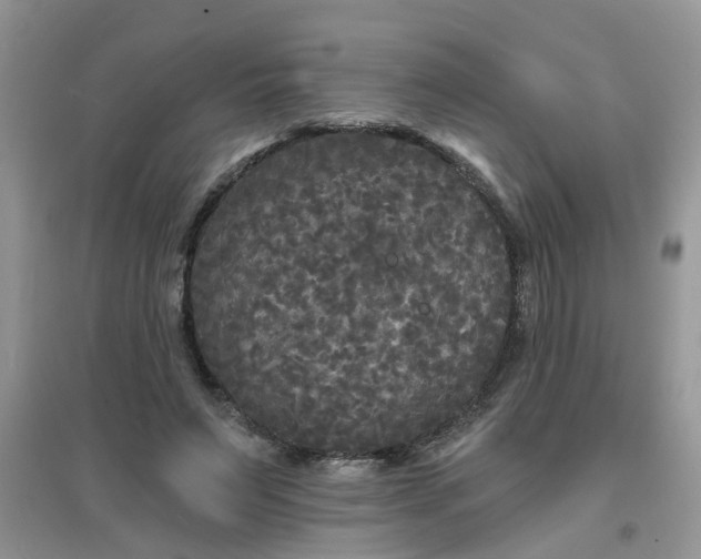 X0000097630495200803142027