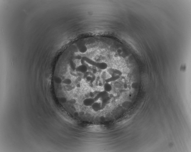 X0000097630499200803142027