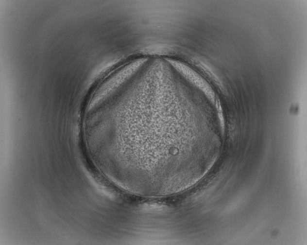 X0000097630586200803142026