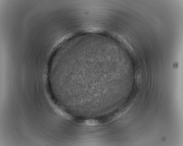 X0000097630591200803142026