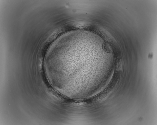 X0000097630646200803142025