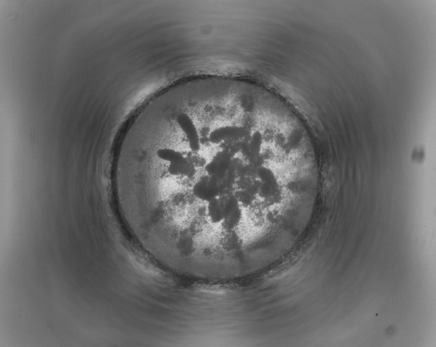 X0000097630679200803142025