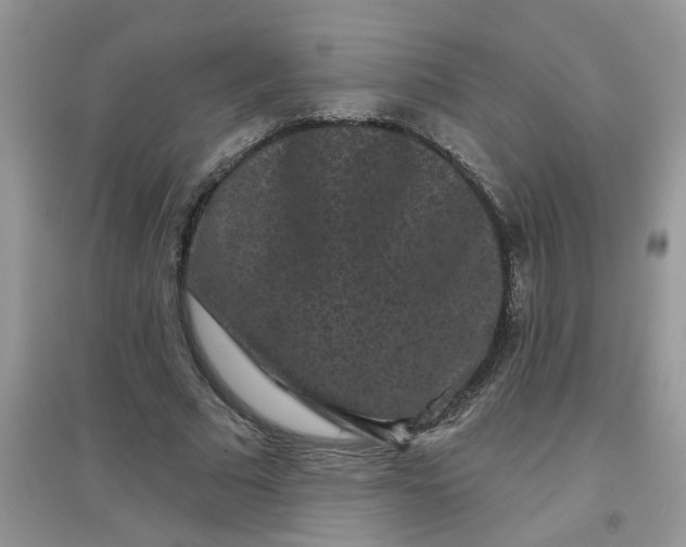 X0000097630681200803142025