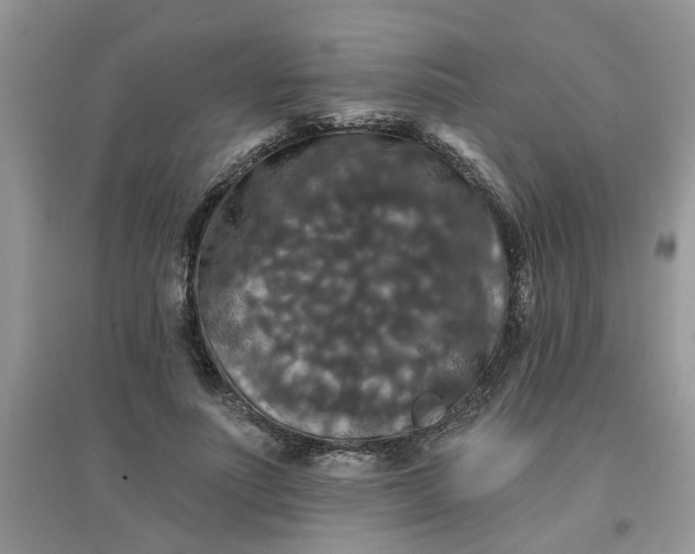 X0000097630691200803142025