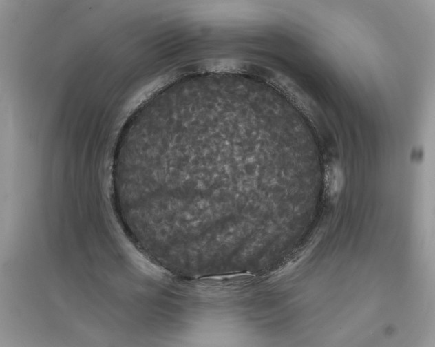 X0000097630725200803142024