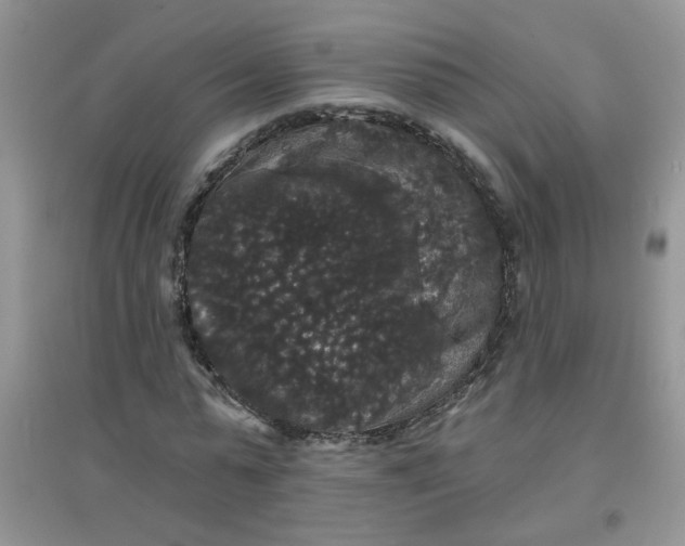 X0000097630775200803142024