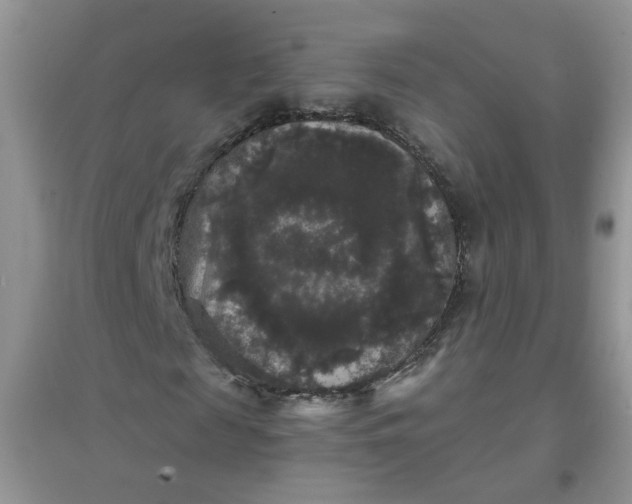 X0000097630817200803142022