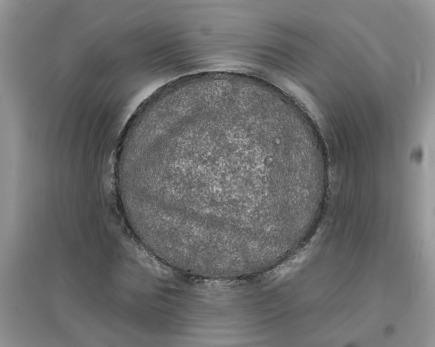 X0000097630875200803142022