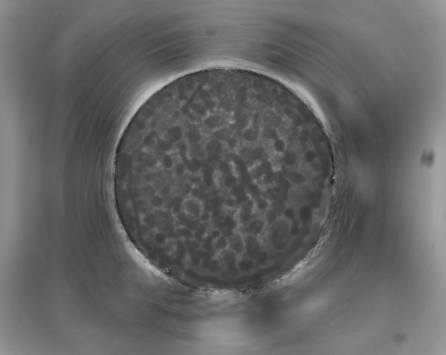 X0000097630903200803142022