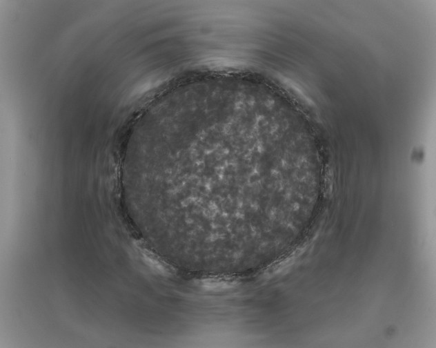 X0000097630917200803142021