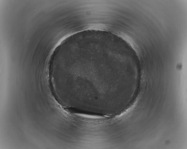 X0000097630923200803142021