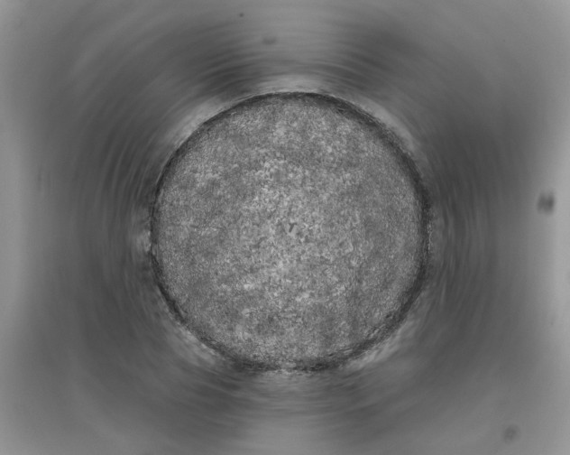 X0000097630929200803142021