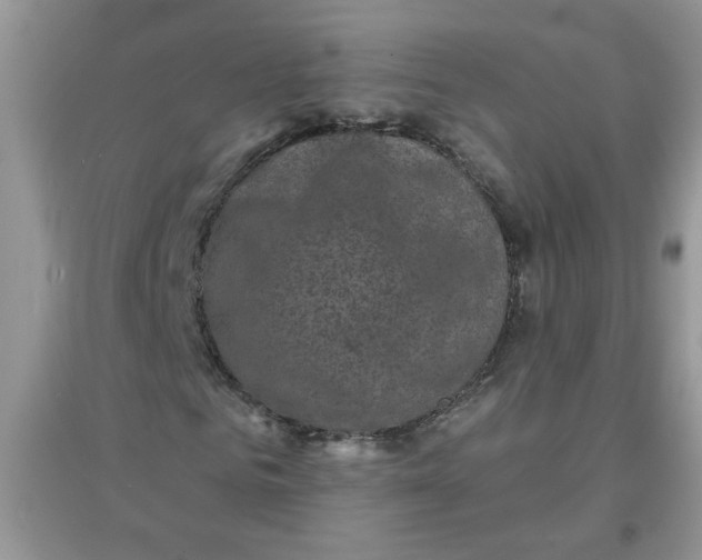 X0000097630961200803142021