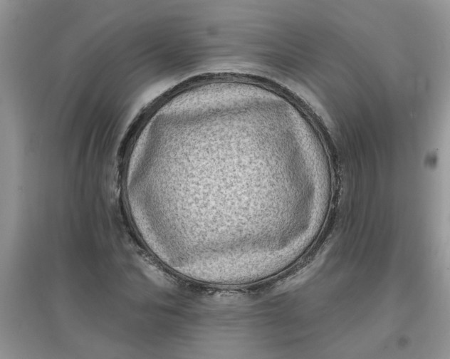 X0000097630974200803142021