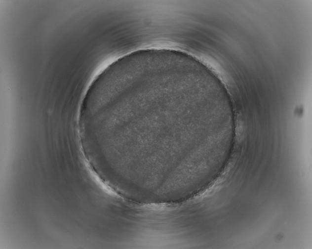 X0000097630990200803142020