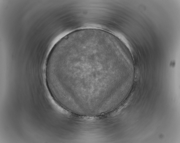 X0000097631003200803142020