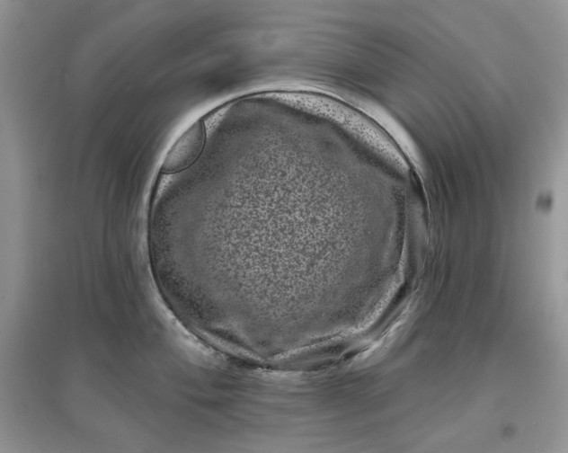 X0000097631004200803142020