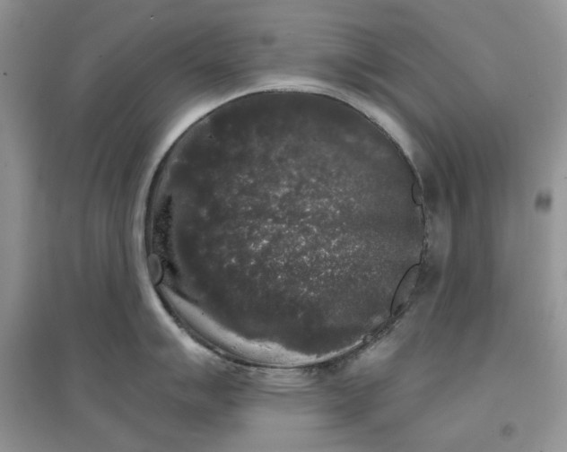 X0000097631007200803142020