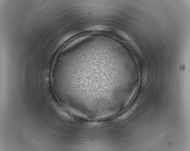 X0000097631017200803142020