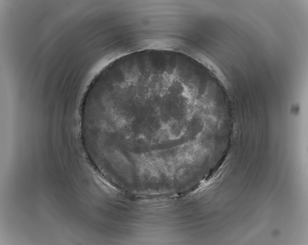 X0000097631027200803142020